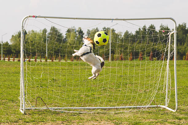 istock Funny dog stoping ball by head 481628114