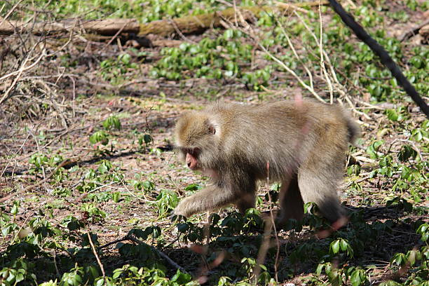 istock The wild ape which looks for food 481628502