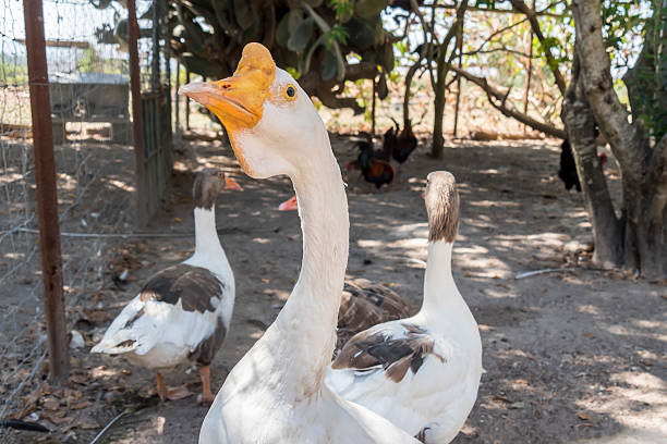 istock Head of a white Chinese Goose 481628684
