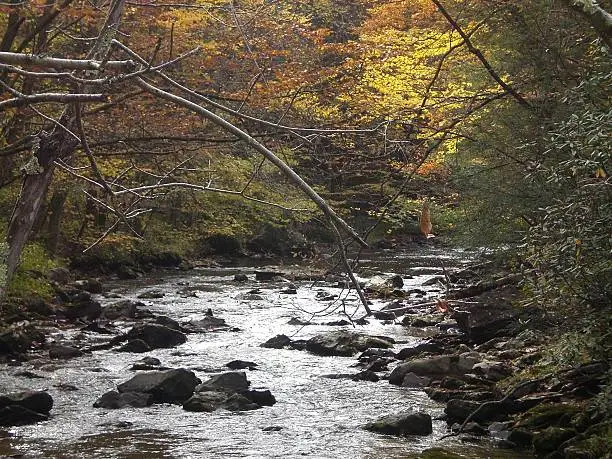 Brilliant autumn color clothes the running stream on the Appalachian trail.
