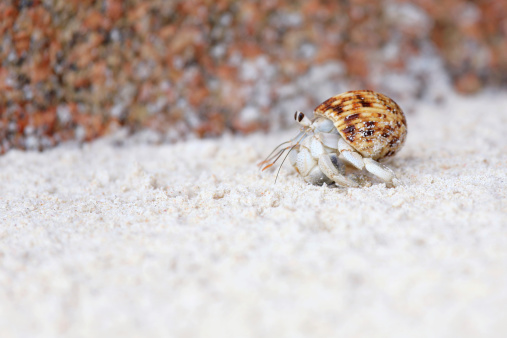 Hermit crab with a shell on the sandy bottom of the sea at night.