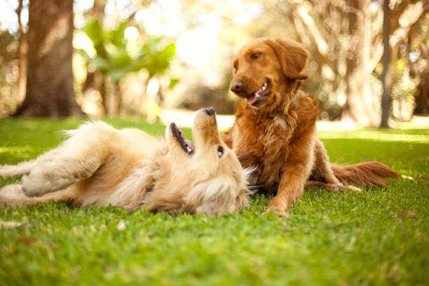 chiens jouant - joy golden retriever retriever dog photos et images de collection