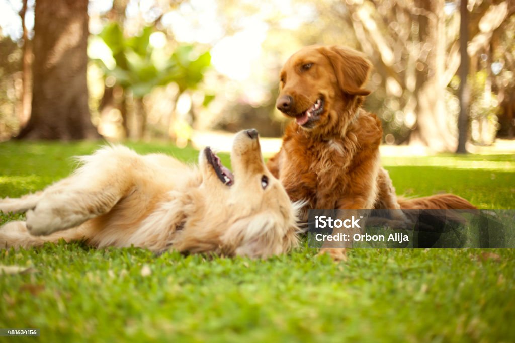 Dogs playing Dogs playing in the park Dog Stock Photo