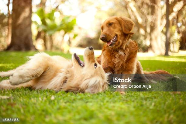 Dogs Playing Stock Photo - Download Image Now - Dog, Playing, Playful