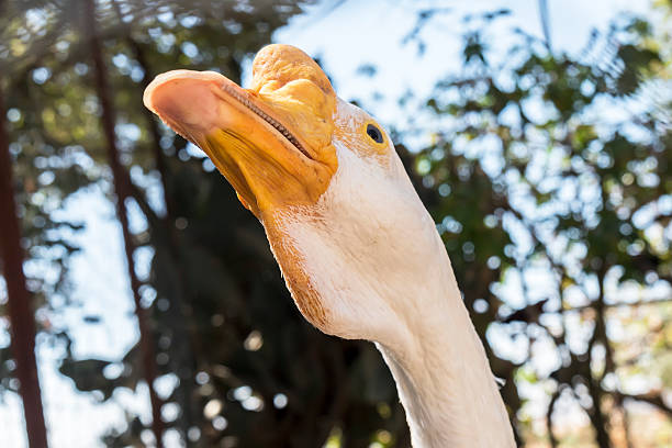 istock Head of a white Chinese Goose 481634484