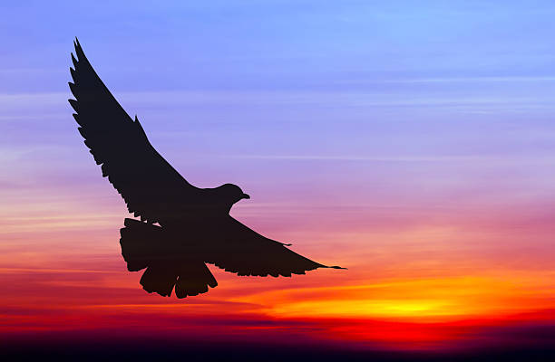 istock Silhouetted seagull flying at colorful sunset 481634966