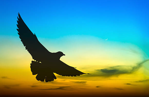 istock Silhouetted seagull flying at colorful sunset 481634968