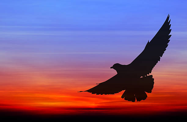 istock Silhouetted seagull flying at colorful sunset 481634970
