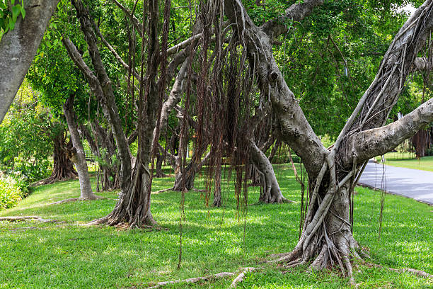 istock The banyan trees in the public park 481640322