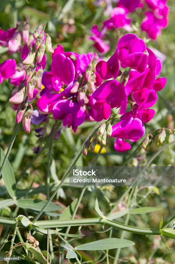 Broad-leaved Everlasting Pea (Lathyrus latifolius) Very variable, tall clambering perennial to 3m, with widely winged stems, hairy or hairless. Leaflets 1 pair, linear to elliptical, with prominent parallel veins; tendrils branched. Flowers magenta-purple or pink, rarely white, 20-30mm, in long-stalked racemes; petals thick. Pods brown, 50-110mm, hairless. 2015 Stock Photo