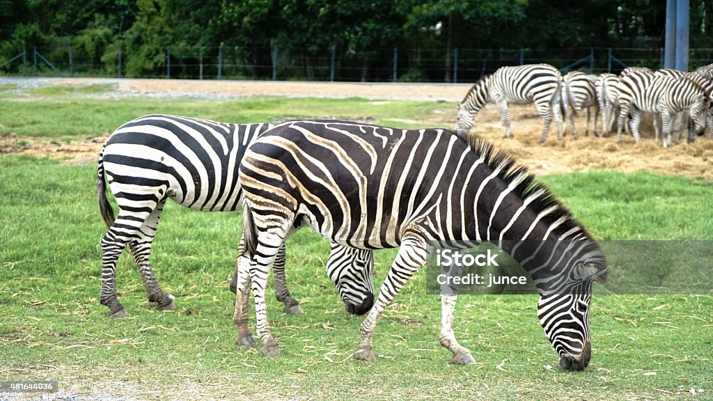 Zebras 2015 Stock Photo