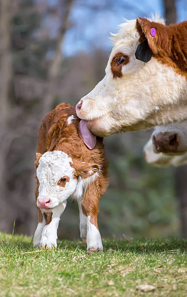 istock Brown & White Hereford Cow Licking Her Newborn Calf 481644574