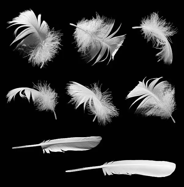 Photo of Feathers isolated on black background