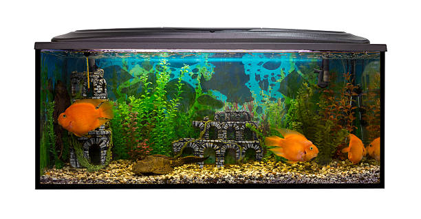 istock Beautiful aquarium with sea fish on a white background 481645028