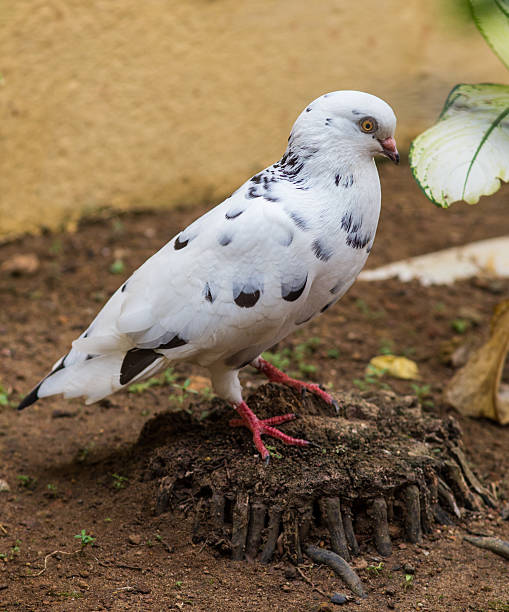 istock white pigeon on flowering background 481645448