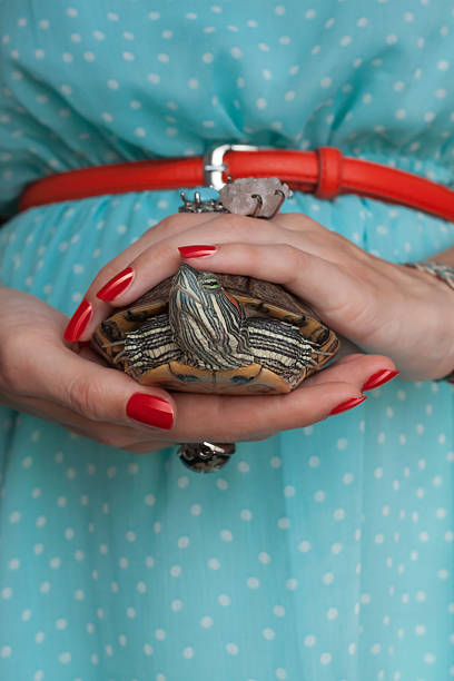 istock Trachemys scripta. Freshwater red eared turtle in woman hands (s 481645636