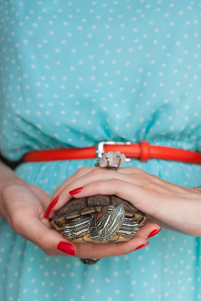 istock Trachemys scripta. Freshwater red eared turtle in woman hands (s 481645646