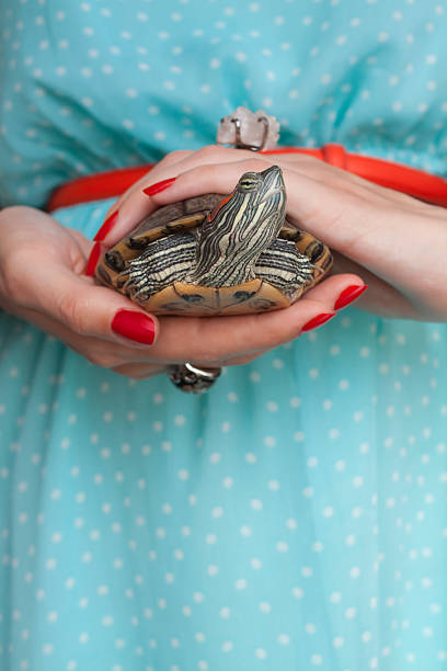 istock Trachemys scripta. Freshwater red eared turtle in woman hands 481645670
