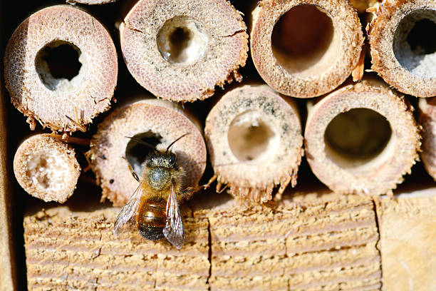 dzika pszczoła osmia bicornis - bicornis zdjęcia i obrazy z banku zdjęć