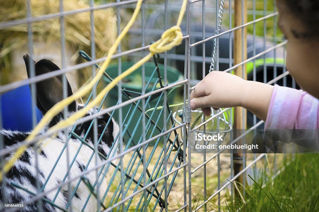 PERSONAS: Alimentar A un niño pequeño es conejos. - Foto de stock de 2-3 años libre de derechos