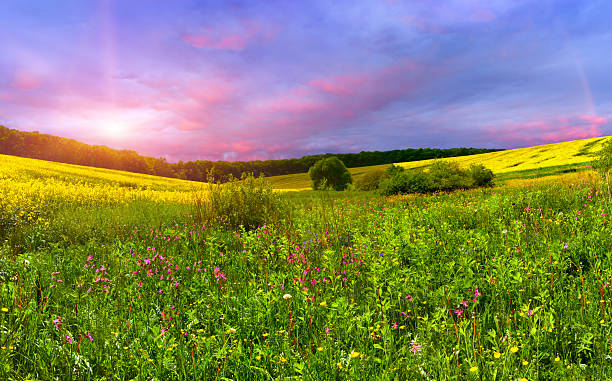 istock Colorful blossom field in the summer 481647165