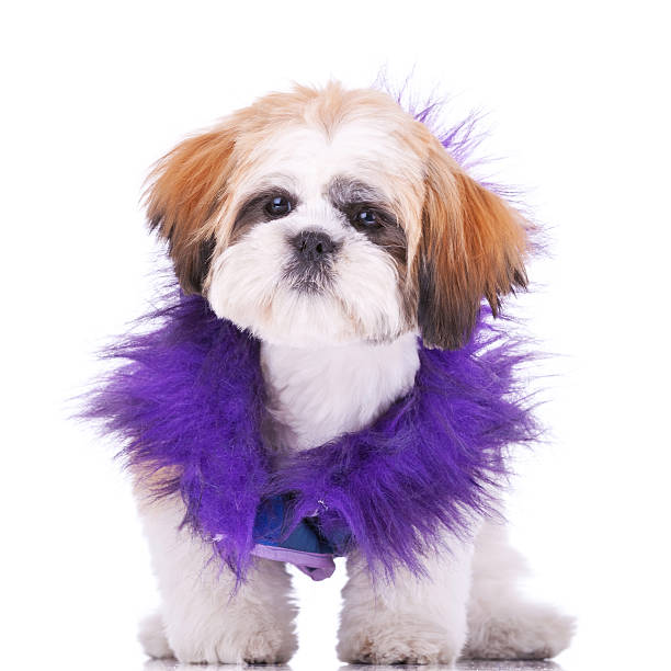 istock sweet looking shih tzu puppy 481648389