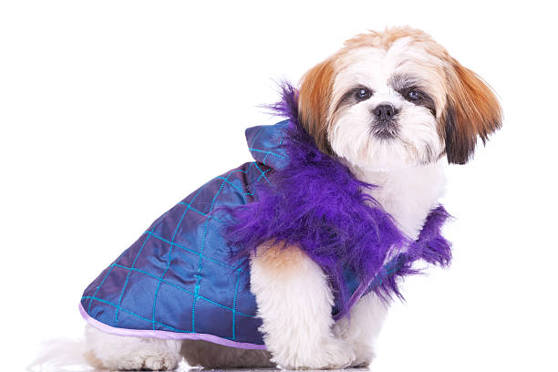 istock shih tzu puppy  dressed  like a pimp 481648393