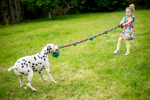 Little girl playing tug-of-war with a dalmatian dog. The are in a garden on the grass.