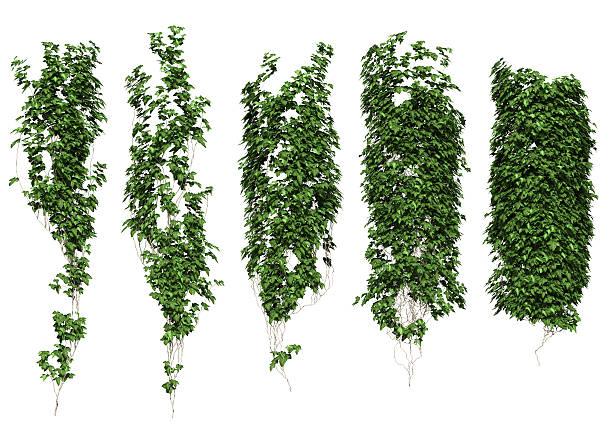 ivy ivy leaves isolated on a white background. ivy stock pictures, royalty-free photos & images