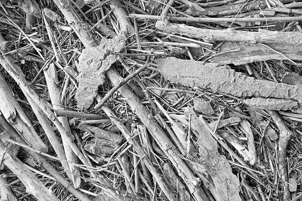 istock alluvial wood - background 481648760