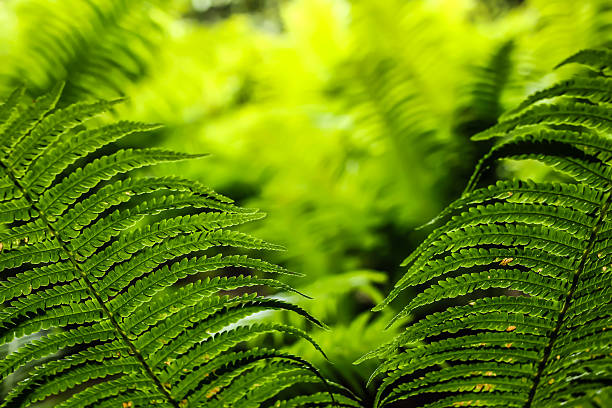 istock Green leaves of fern 481651594