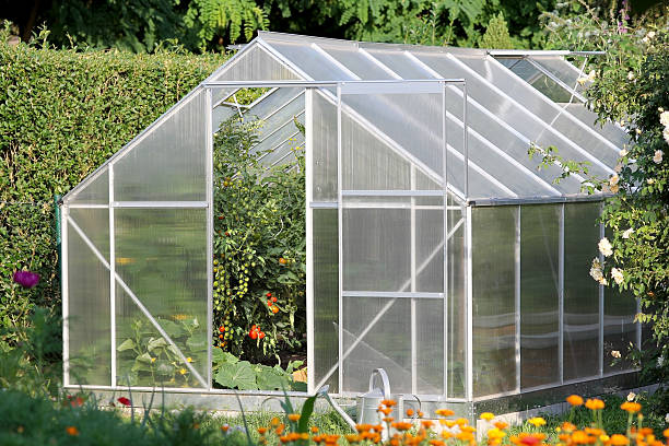 istock Greenhouse with tomato plants 481651736