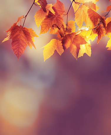 Autumn background with maple leavesAutumn background with maple leavesAutumn background with maple leaves