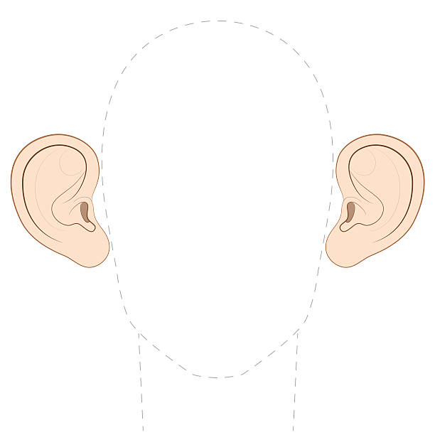 7,829 Animal Ear Illustrations & Clip Art - iStock | Animal ear large listening 7,829 Animal Ear Illustrations & Clip Art - iStock | Animal ear large listening