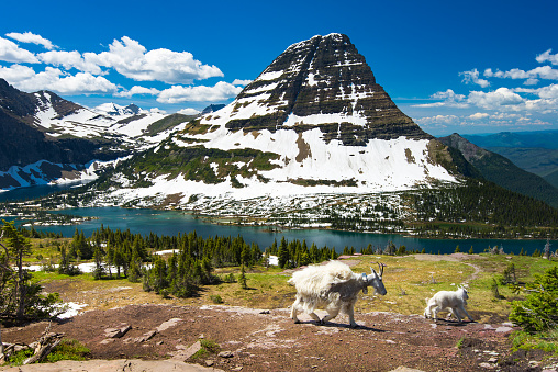 Mountain Goats and hidden lake, Glacier National Park