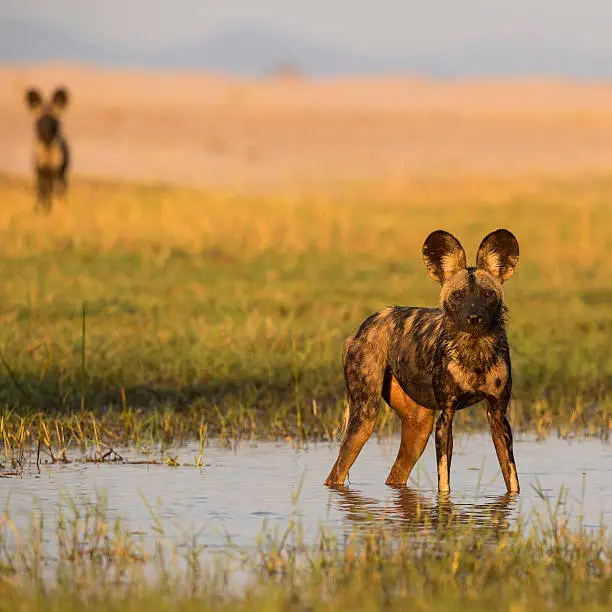 Two African Wild Dog (Lycaon pictus) look at the photographer. 