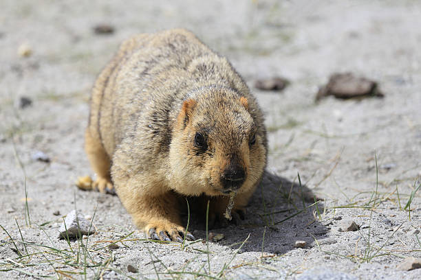 istock Cute marmot peeking out of a burrow 481653788
