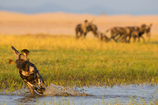 An African Wild Dog (Lycaon pictus) running in water, with some of her pack in the background. 