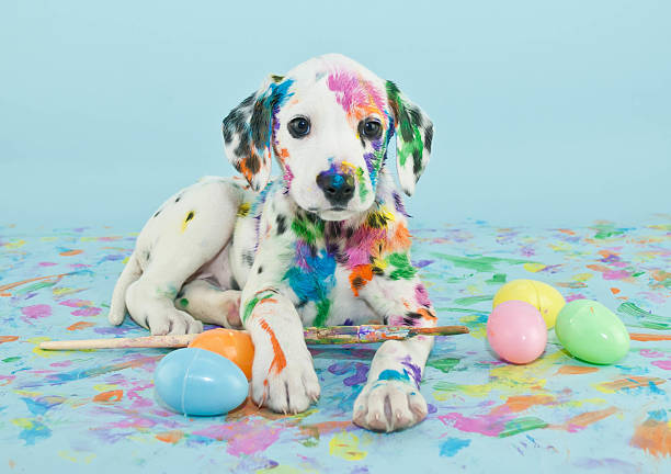 Easter Dalmatain Puppy A funny little Dalmatian puppy that looks like he just painted some Easter eggs. dalmatian dog photos stock pictures, royalty-free photos & images
