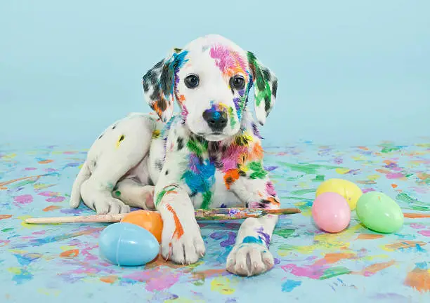 Photo of Easter Dalmatain Puppy