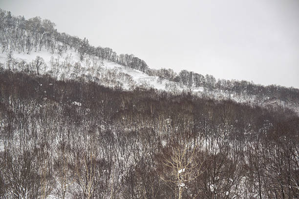 istock Pine in Snow on Mountain Hokkaido Japan 481655117