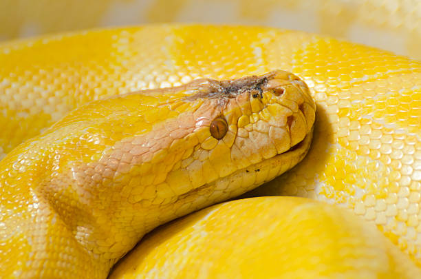 istock Snake Skin Yellow 481657711
