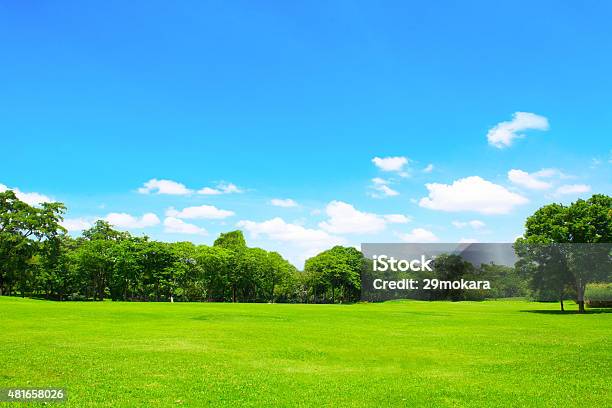 Green Park Y Árbol Con Cielo Azul Foto de stock y más banco de imágenes de Cielo - Cielo, Parque público, Árbol