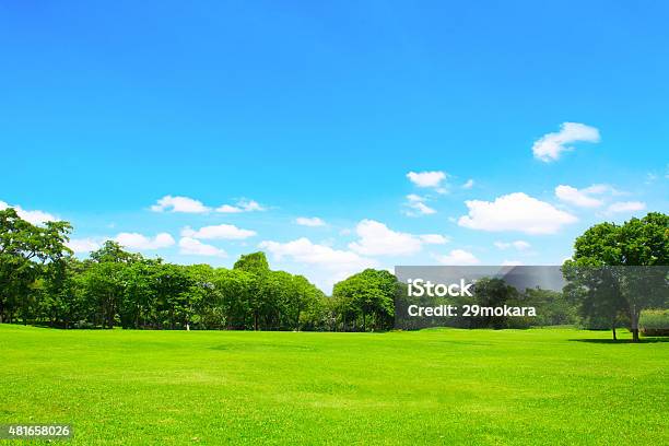 Green Park And Tree With Blue Sky Stock Photo - Download Image Now - Sky, Public Park, Tree