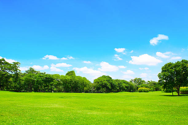 zielonym parku i drzewo z niebieski niebo - grass and blue sky zdjęcia i obrazy z banku zdjęć