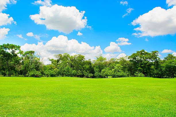 parco e albero verde con cielo blu - sky blue woods park foto e immagini stock