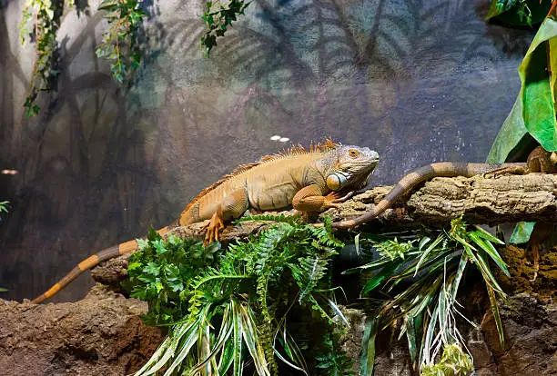 Photo of Big Iguana on a tree branch