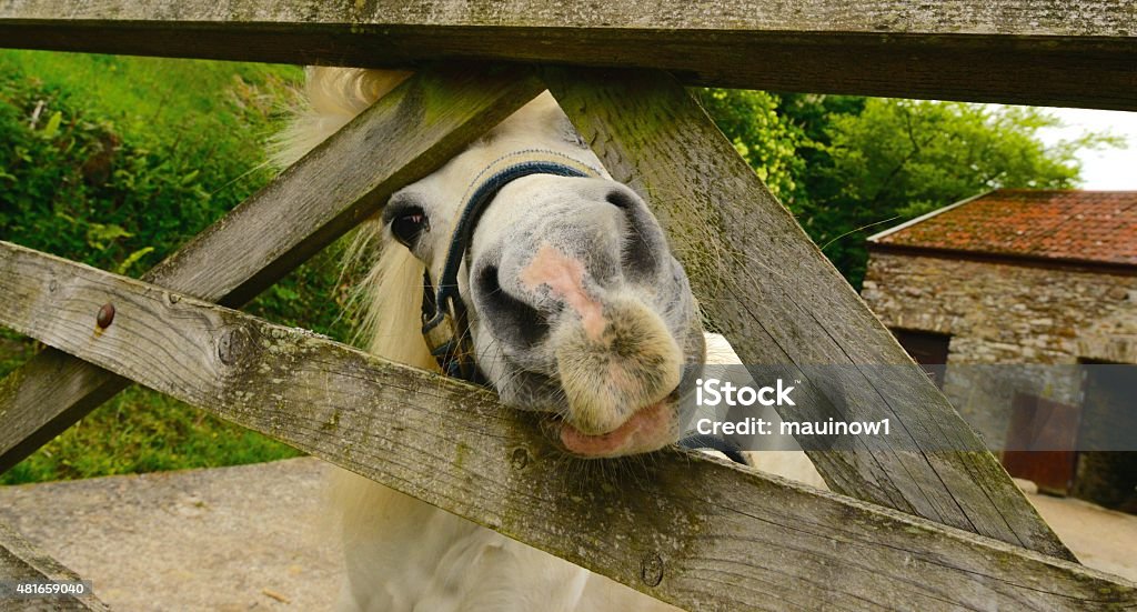 Moor Pony Close up of a pony at a Devon stable Pony Stock Photo