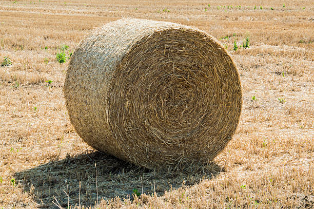 istock Bale of hay 481663150
