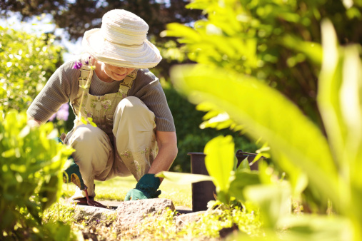 Mujer Senior gardener trabajando en su jardín photo